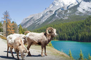 banff wildlife tour summer