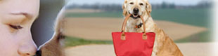 tripadvisor.com restaurants with dogs allowed in the berkshires; dog friendly restaurants in banff